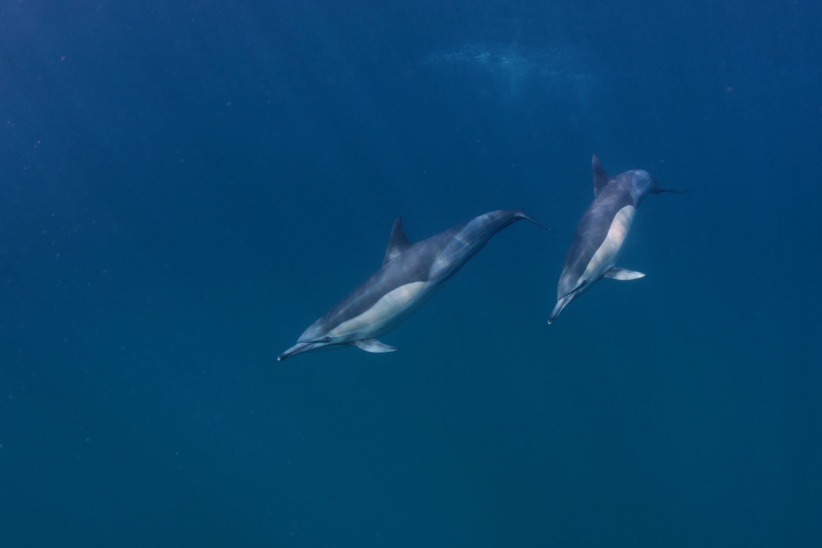 ЮАР, ход сардин, июнь 2024