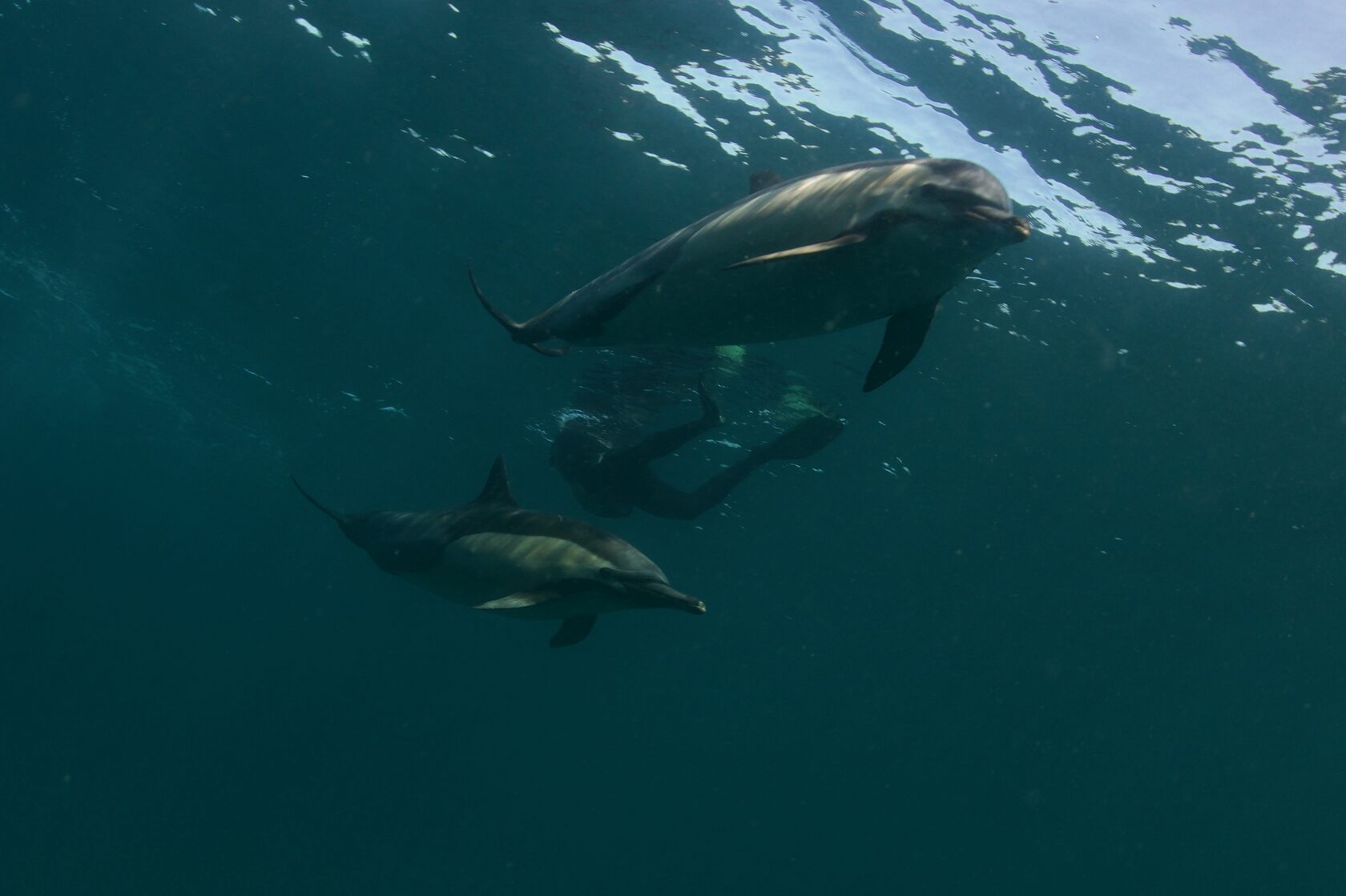 ЮАР, ход сардин, июнь 2024