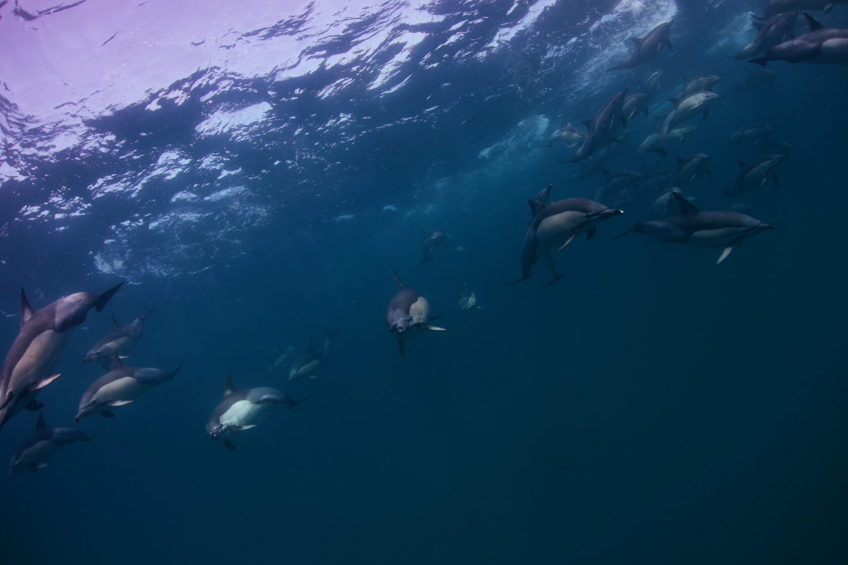 ЮАР, ход сардин, июнь 2024