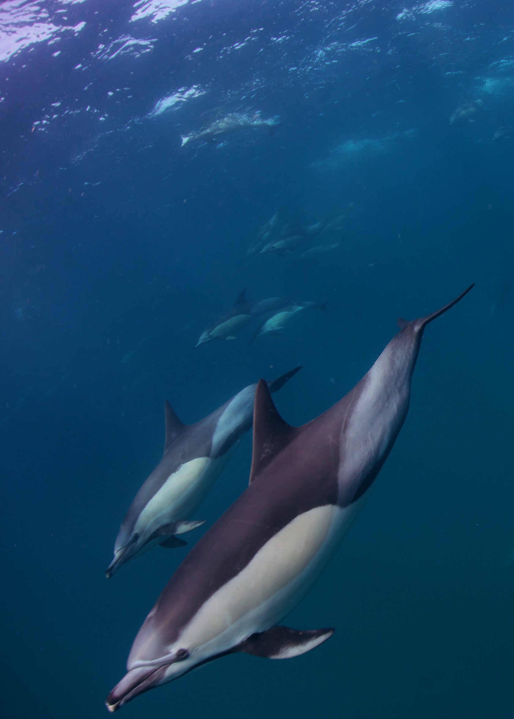 ЮАР, ход сардин, июнь 2024