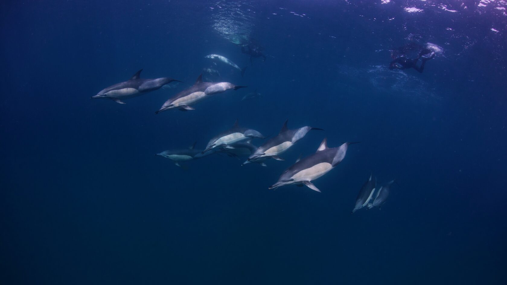 ЮАР, ход сардин, июнь 2024