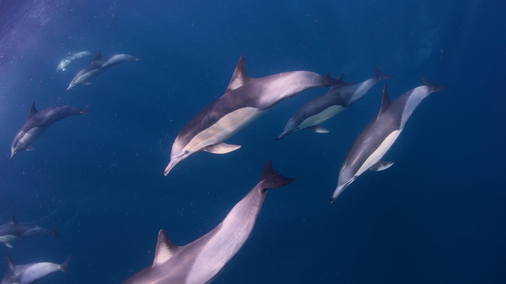 ЮАР, ход сардин, июнь 2024