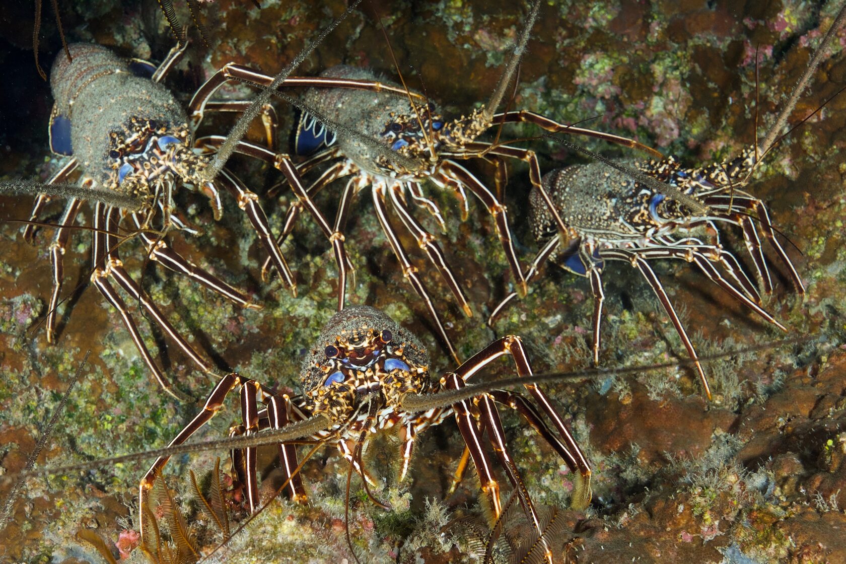 Остров св. Елены, январь 2025