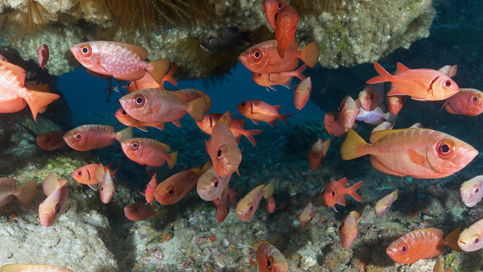 Остров св. Елены, январь 2025