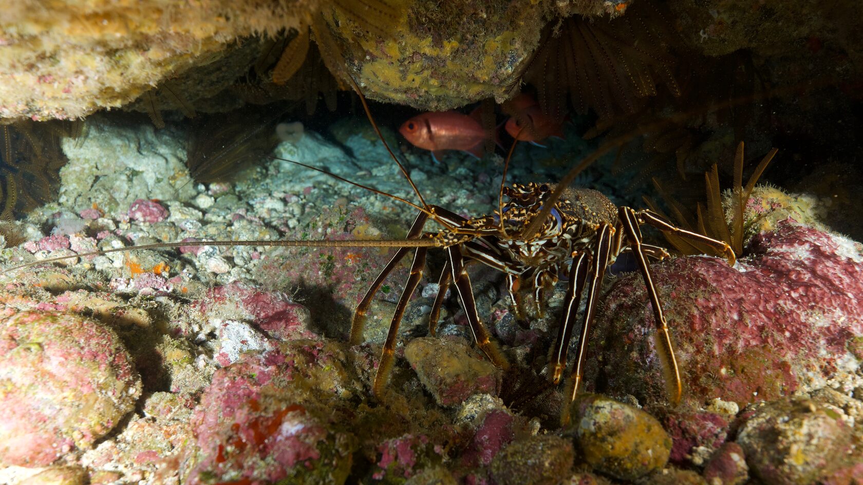 Остров св. Елены, январь 2025