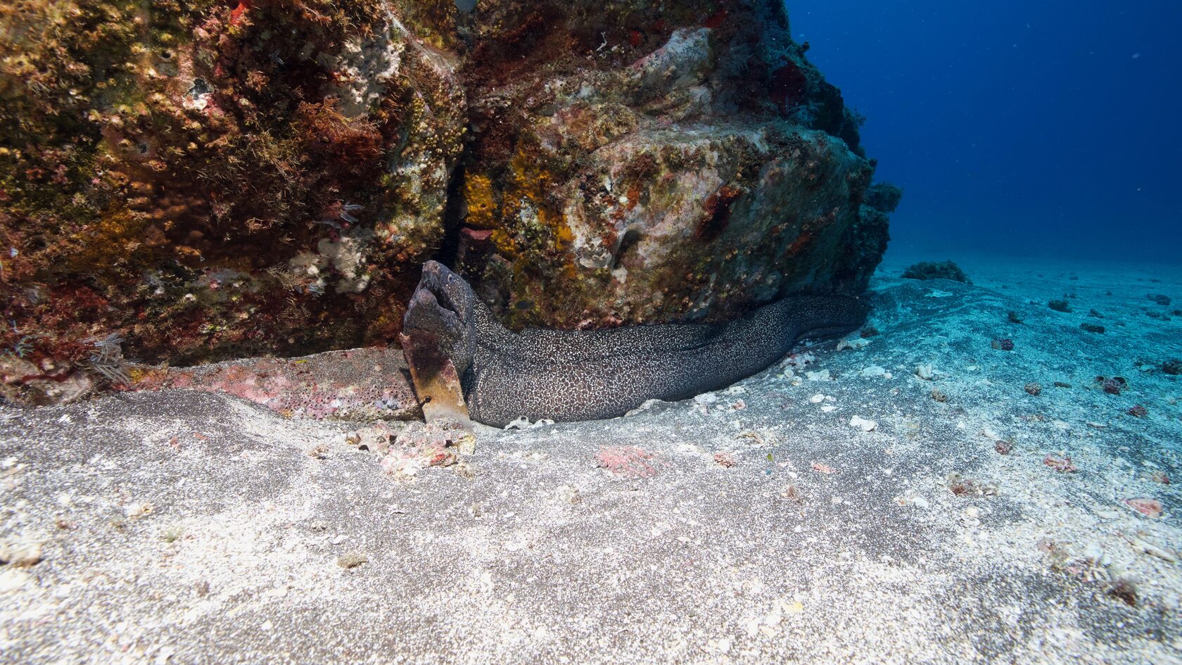 Остров св. Елены, январь 2025