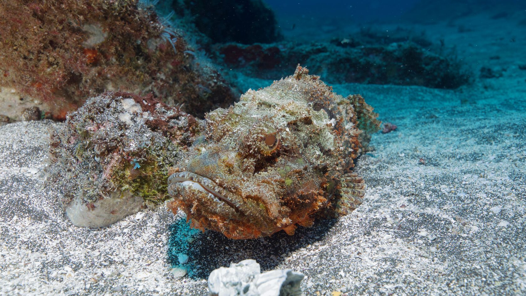 Остров св. Елены, январь 2025