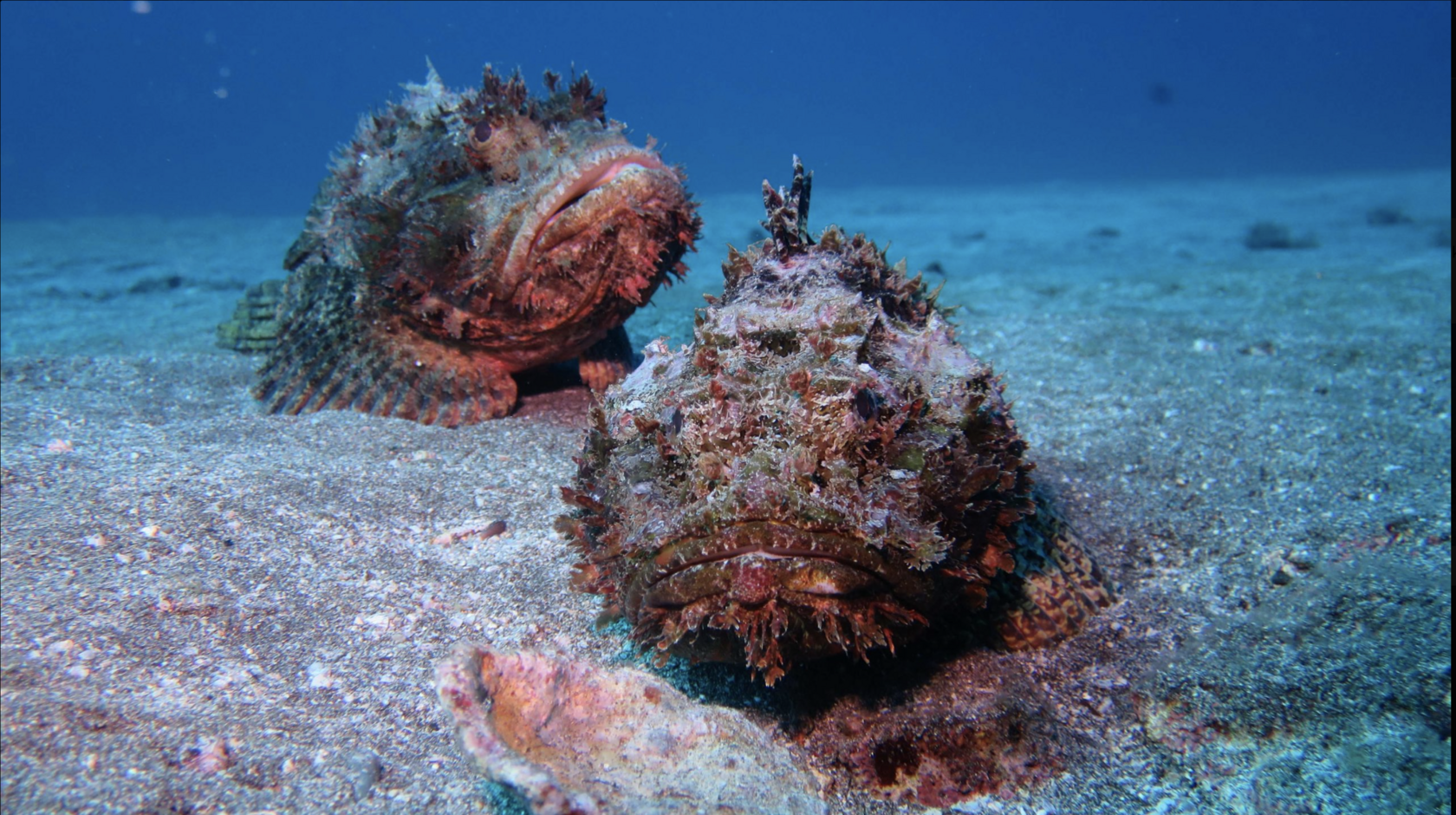 Остров св. Елены, январь 2025