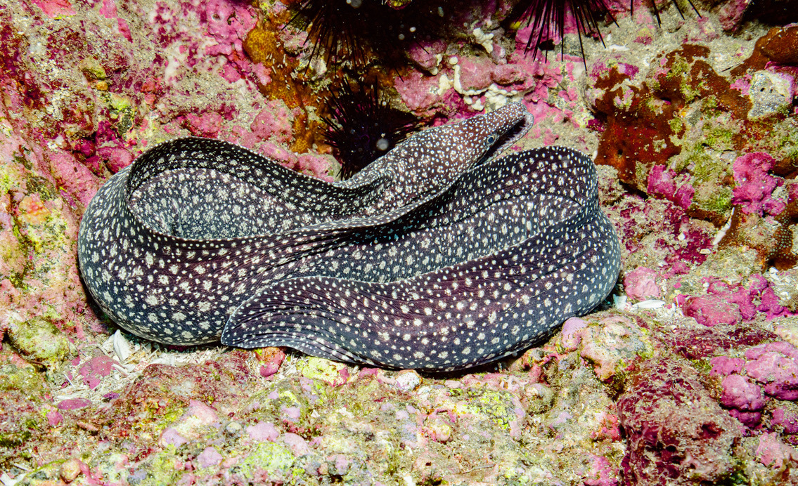 Остров св. Елены, январь 2025