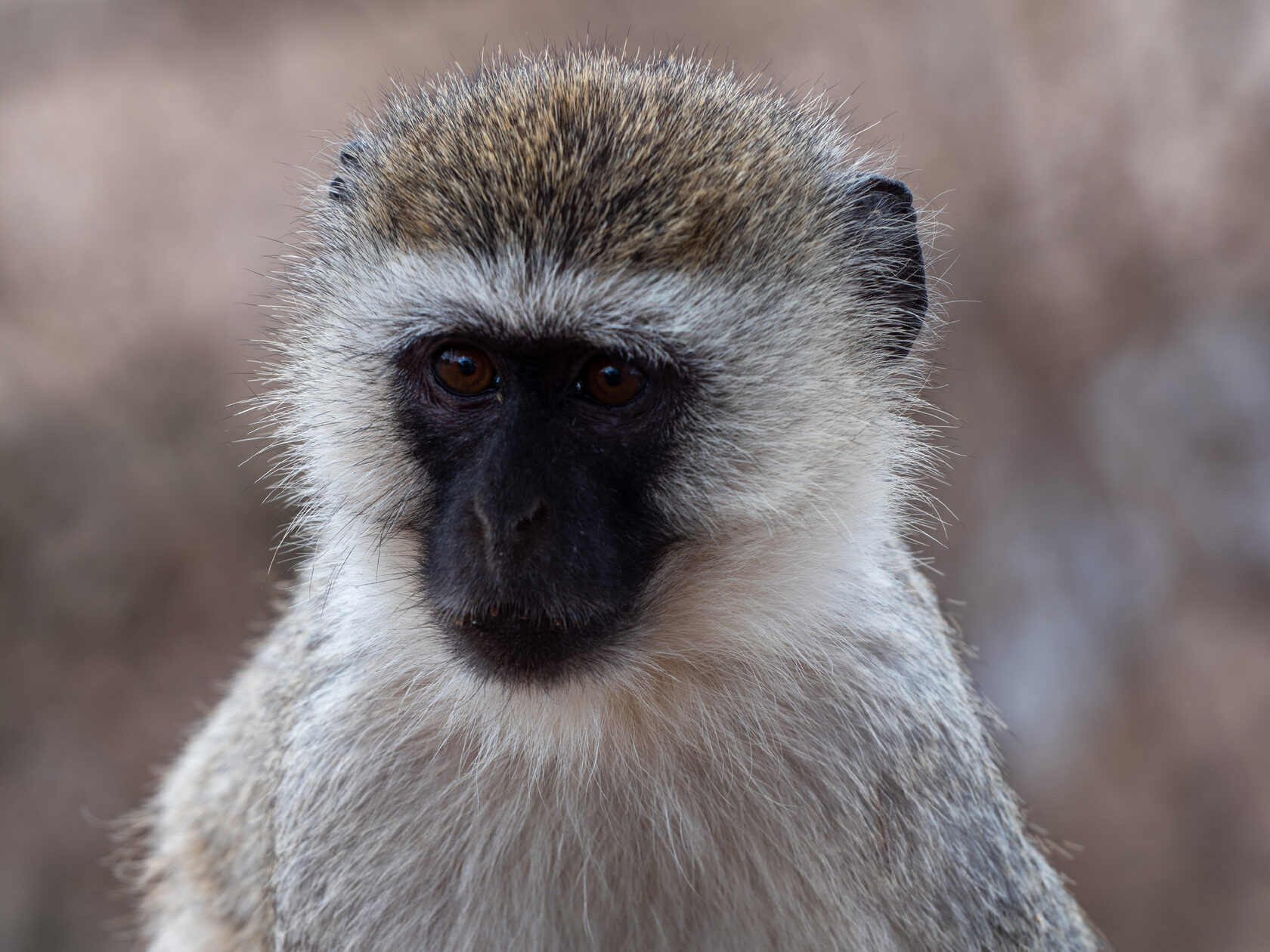 Танзания, ноябрь 2020