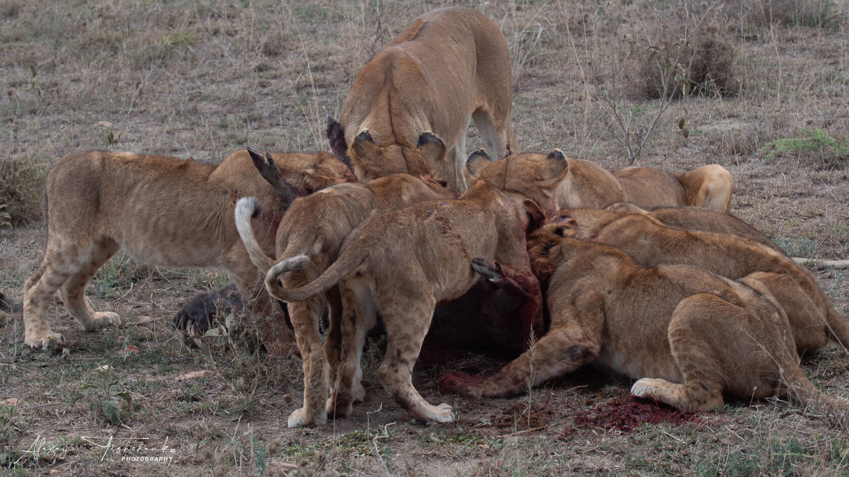 Танзания, ноябрь 2020