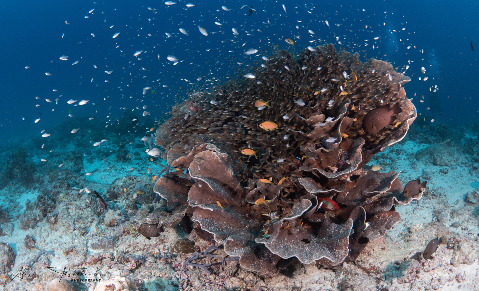 Танзания, ноябрь 2020