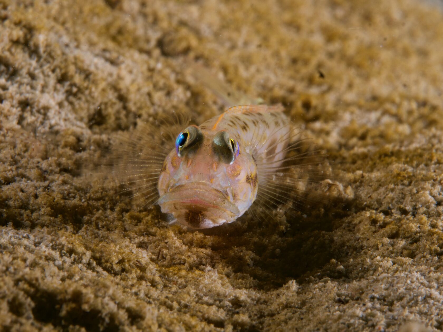 Тубботаха, май 2023