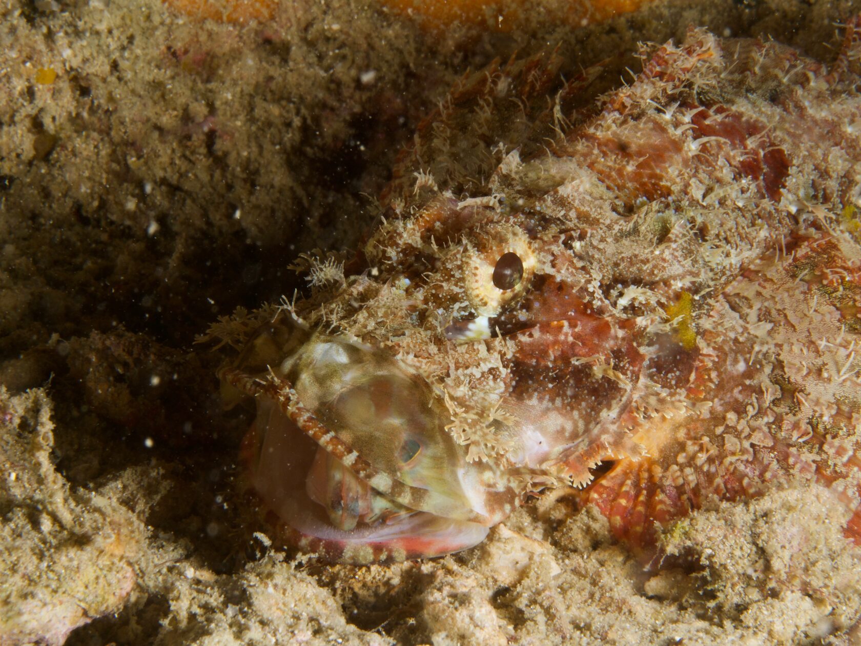 Тубботаха, май 2023