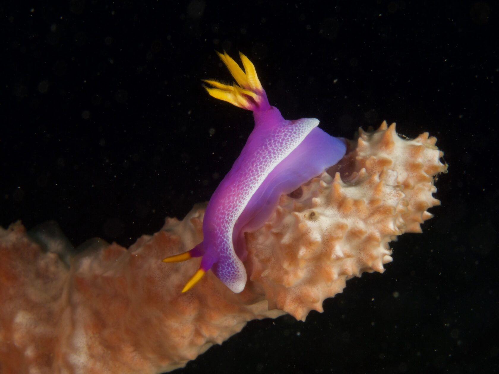 Тубботаха, май 2023