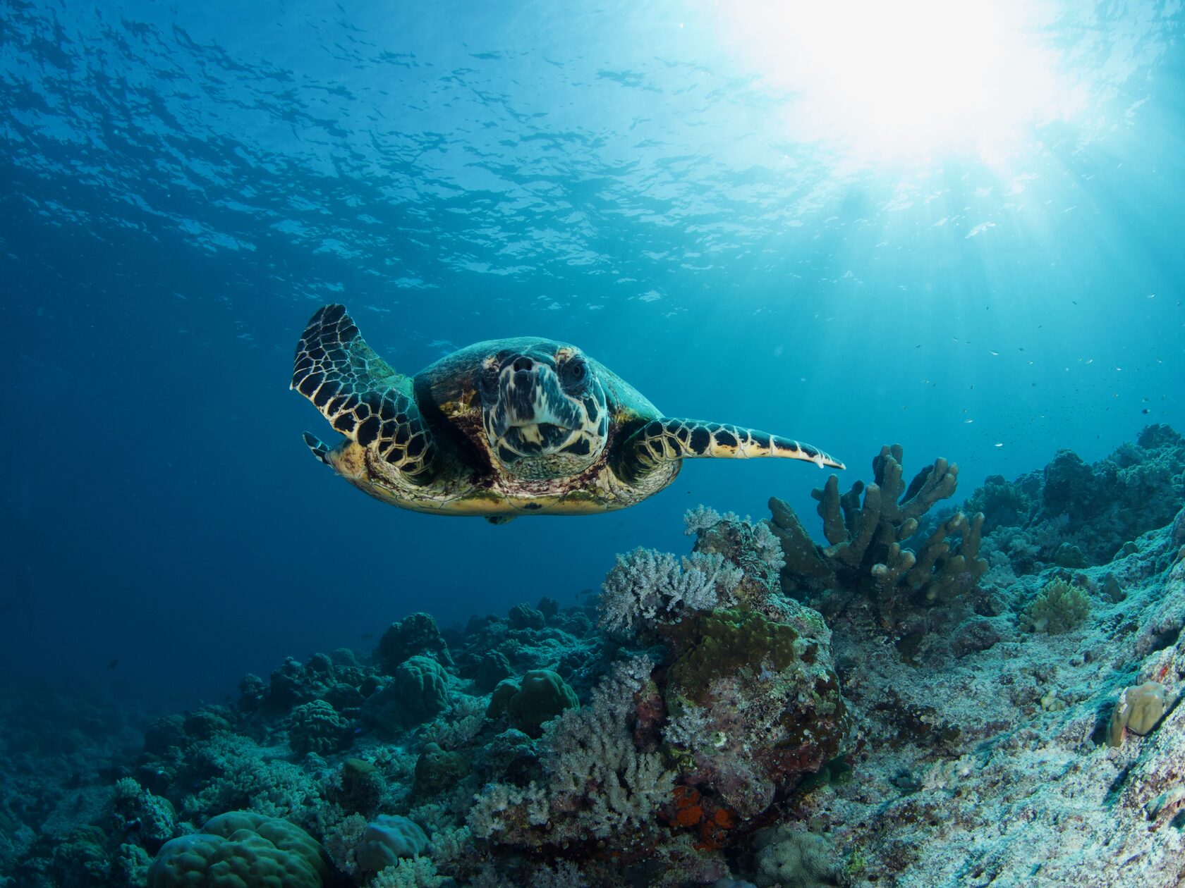 Тубботаха, май 2023