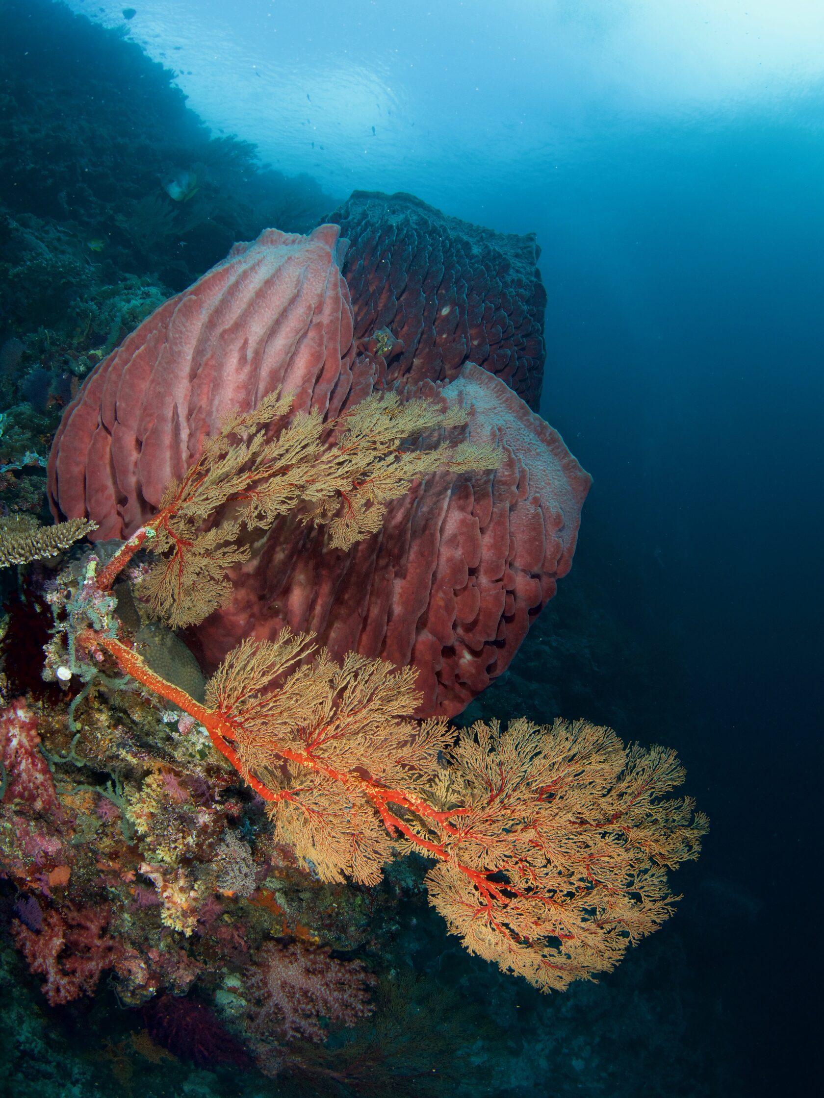 Тубботаха, май 2023