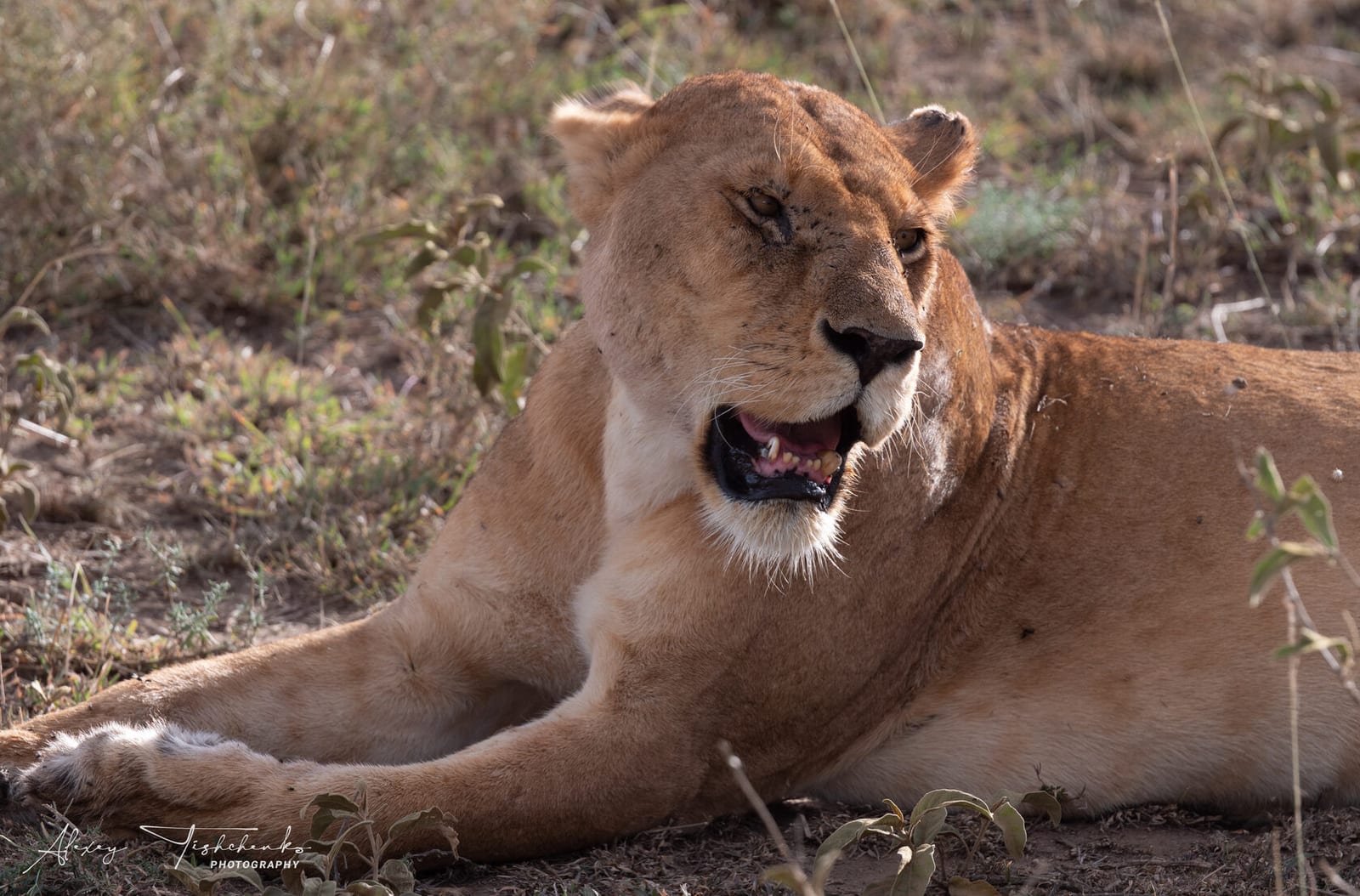 Танзания, ноябрь 2020