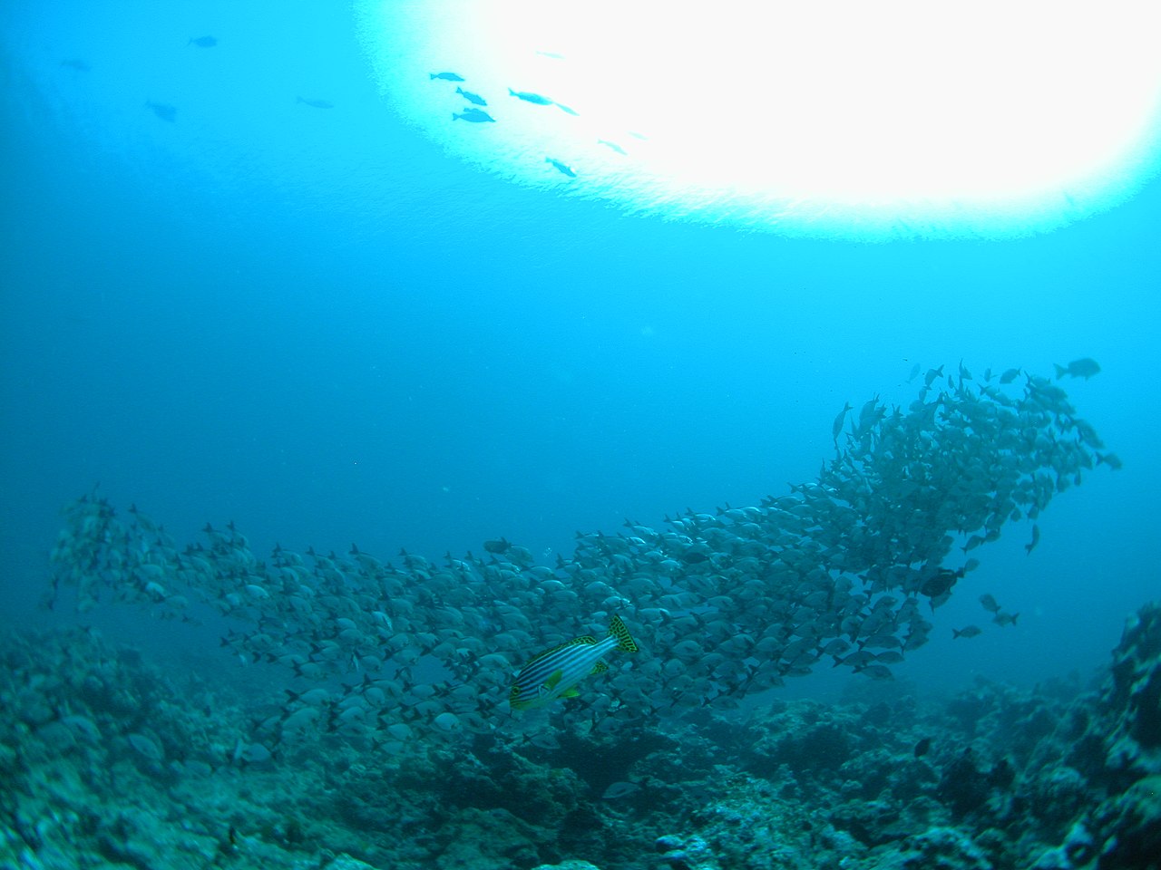 Мальдивы — подводный мир