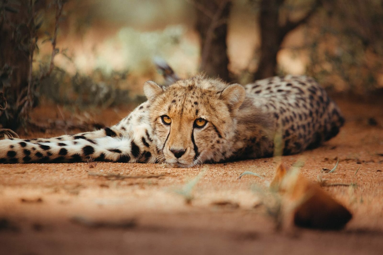 Намибия — дикая природа