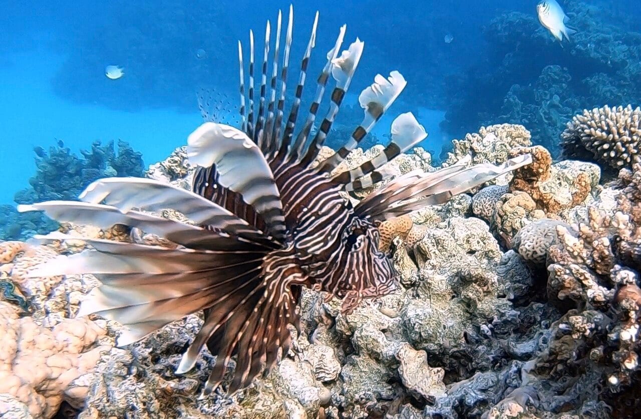 Красное море — подводный мир