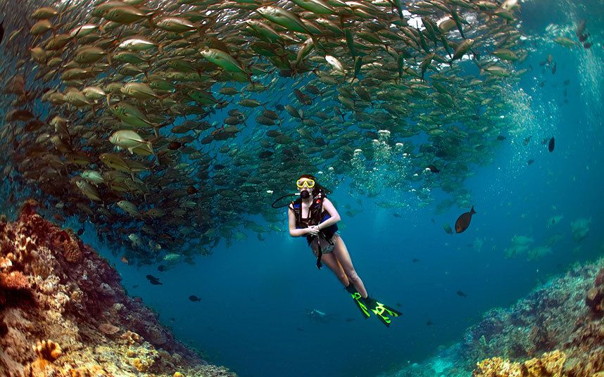Дайвинг на Сипадане — черепахи