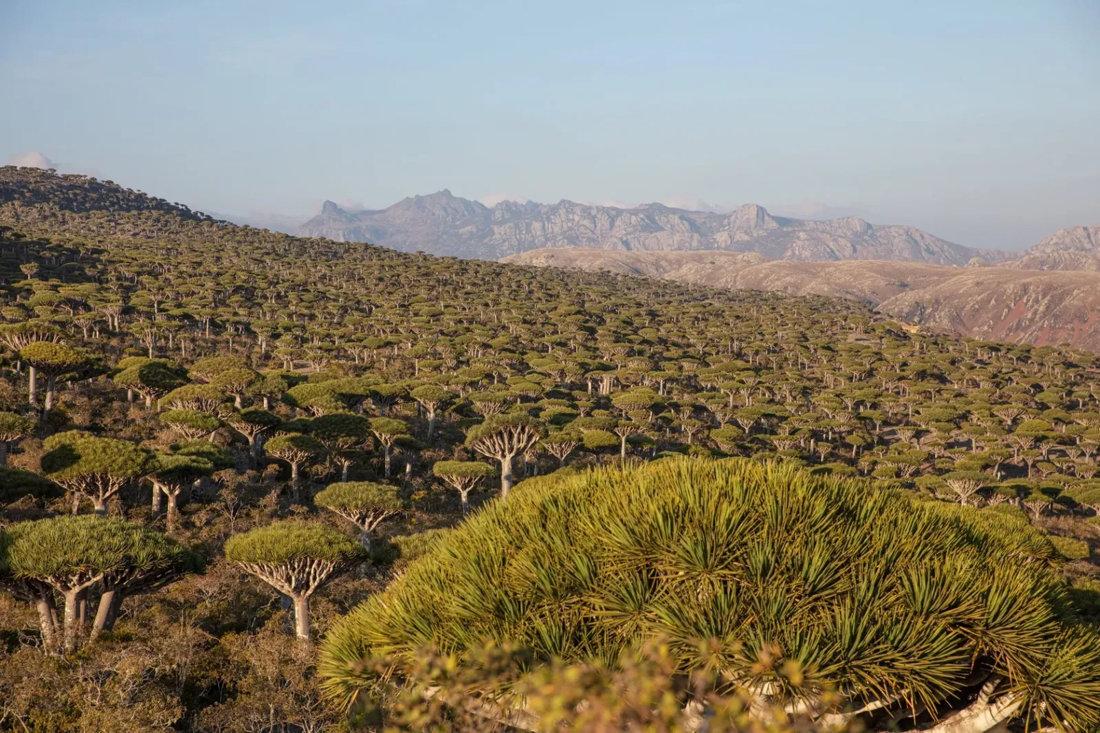 Лес драконовых деревьев Фирмин