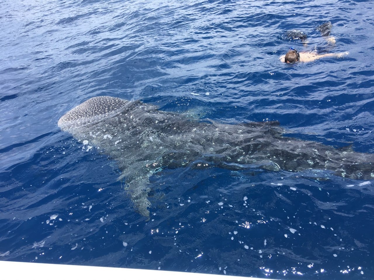 Китовая акула под водой