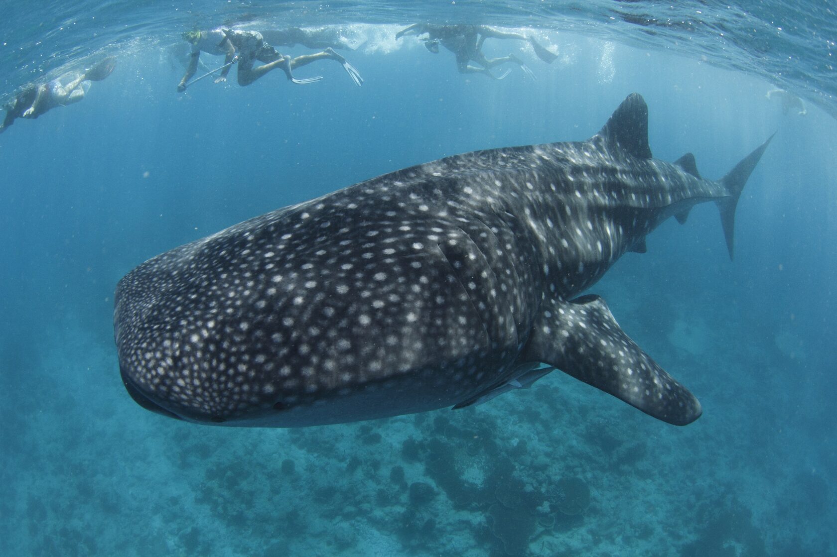 Дайвинг на Мальдивах