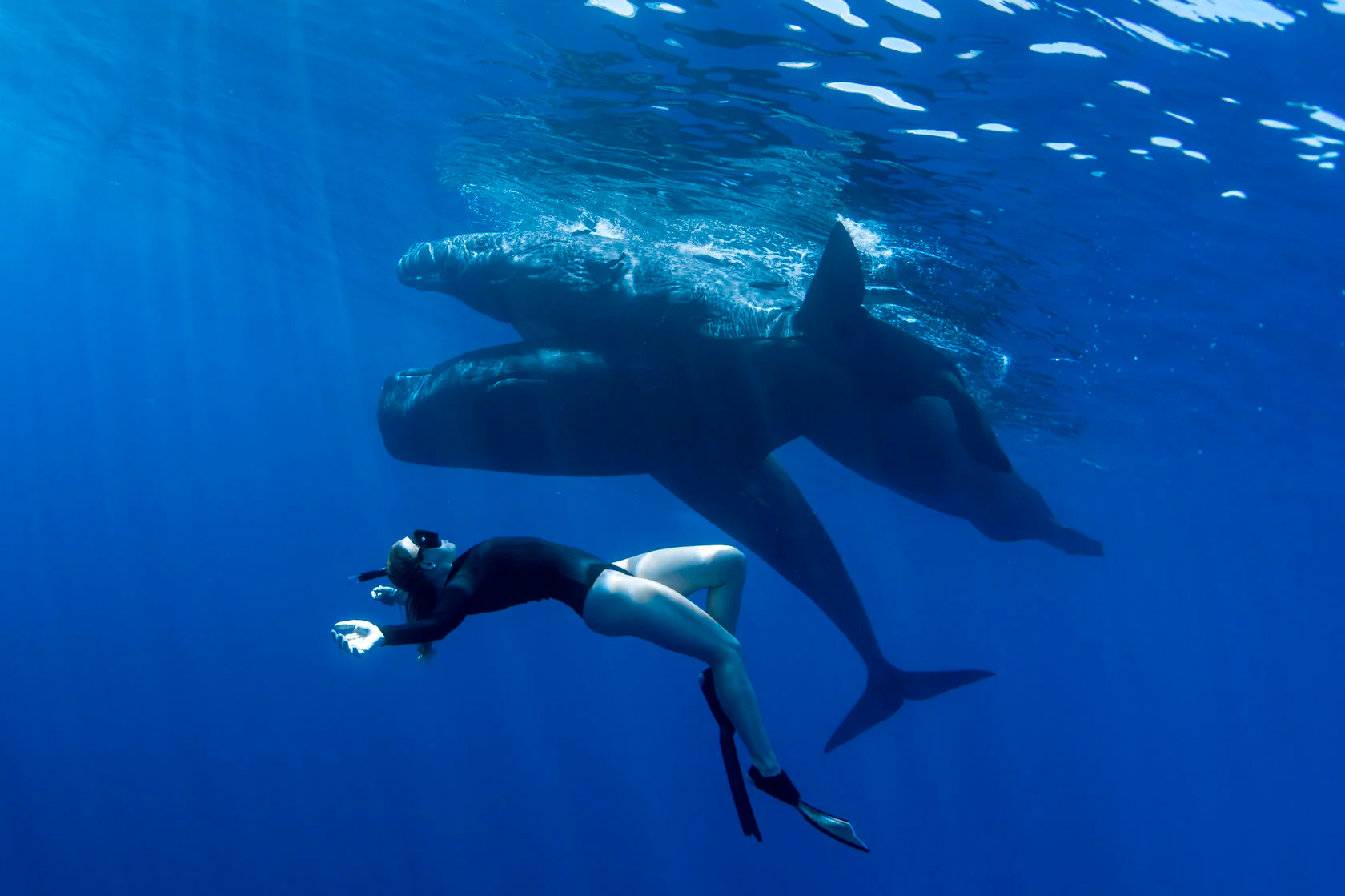 Плавание с кашалотами, Маврикий