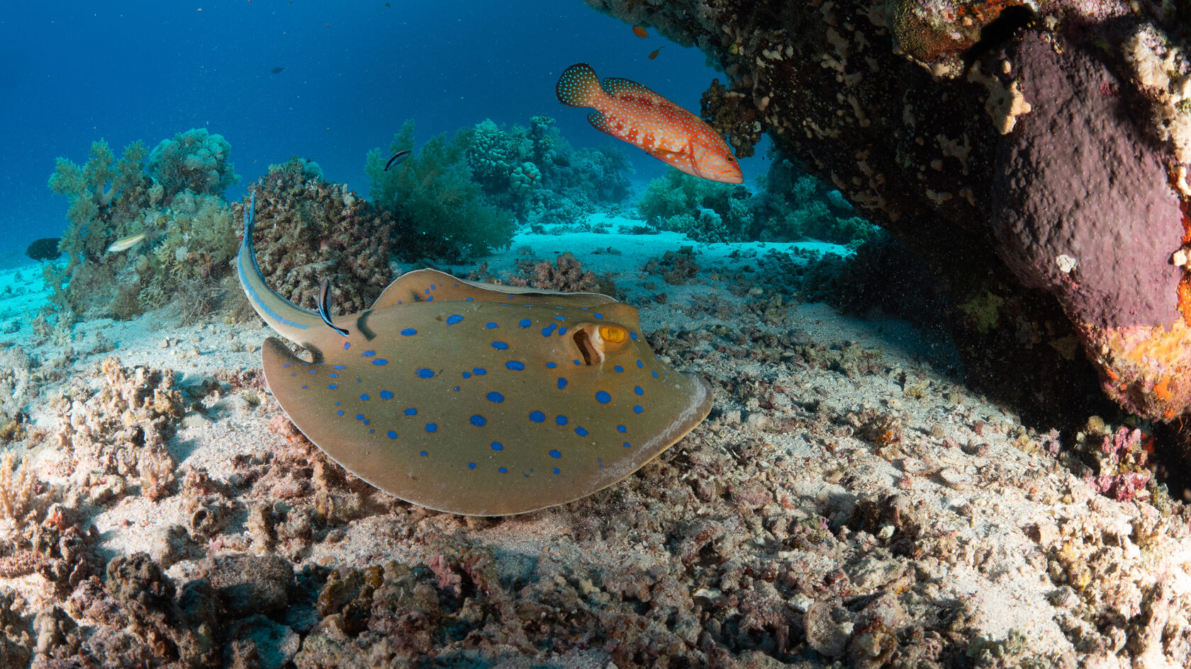 Красное море — дайвинг-сафари